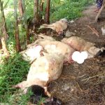 Serangan Binatang Buas di Kuningan, Total 38 Kambing Mati