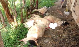 Serangan Binatang Buas di Kuningan, Total 38 Kambing Mati