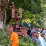 DPRKP Kota Cirebon Tingkatkan Pemeliharaan Pohon untuk Lingkungan yang Asri