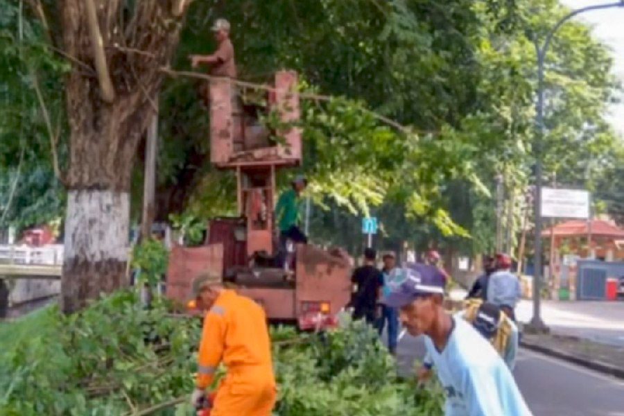 DPRKP Kota Cirebon Tingkatkan Pemeliharaan Pohon untuk Lingkungan yang Asri