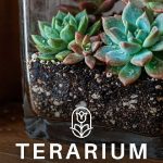 Mengenal Terarium Ekosistem, Dunia Mini yang Meniru Alam Sungguhan