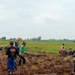 Program Bongkar Ratoon Tebu Dikebut, Majalengka Siap Jadi Penyangga Gula Jabar