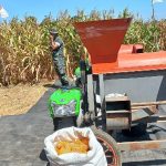 Serapan Jagung Majalengka Tertinggi Ketiga di Jawa Barat