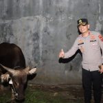 Bantuan Sapi Kurban Kapolri di Cirebon Jadi Simbol Semangat Berbagi