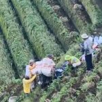 Sentra Bawang Merah Panyaweuyan Majalengka Panen Hingga 120 Ton