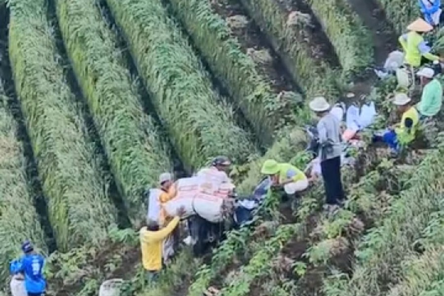 Sentra Bawang Merah Panyaweuyan Majalengka Panen Hingga 120 Ton