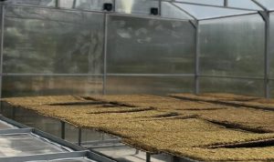 Teknologi Solar Dryer Dome Mulai Diuji untuk Tembakau di Majalengka