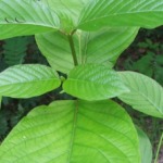 Kratom Masih Diperdebatkan, Ekspornya Terus Laris