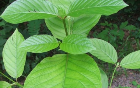 Kratom Masih Diperdebatkan, Ekspornya Terus Laris