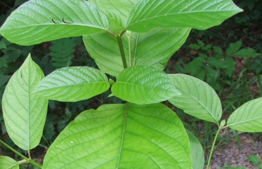 Kratom Masih Diperdebatkan, Ekspornya Terus Laris