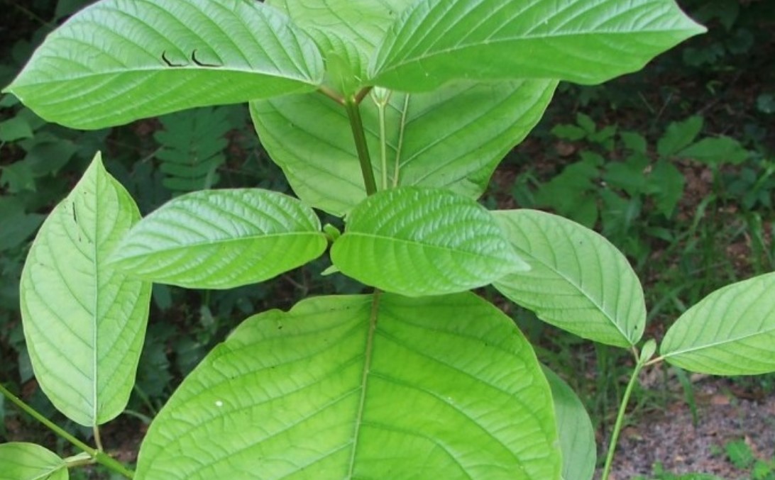 Kratom Masih Diperdebatkan, Ekspornya Terus Laris